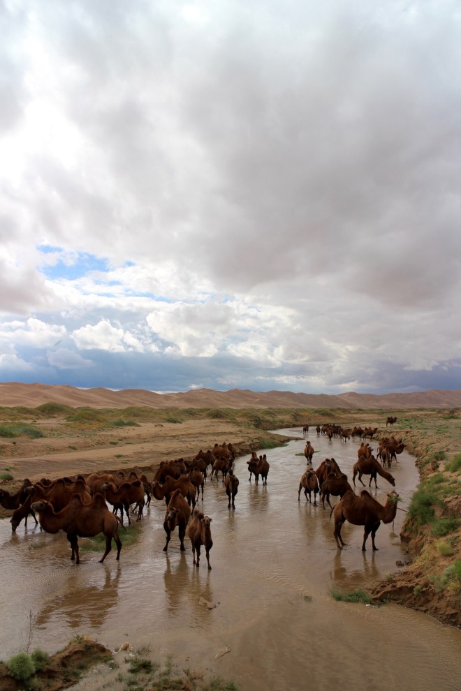 Gobi Camels
