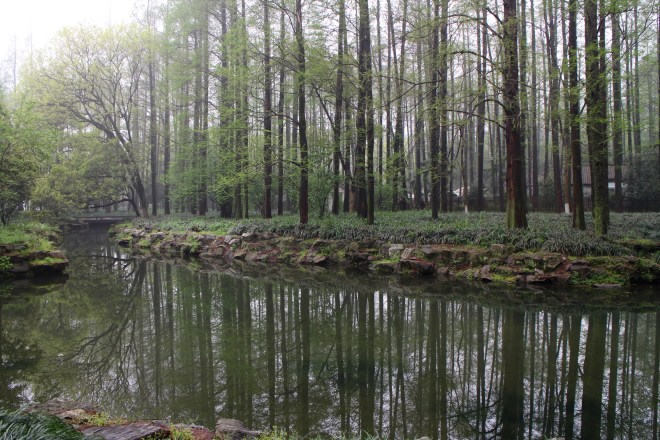 Hangzhou Forest