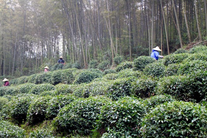 Hangzhou Tea Terrace