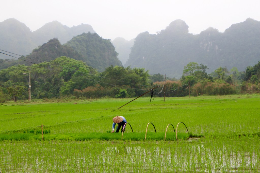 Farmer Tending to Rice