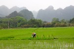 Farmer Tending to Rice