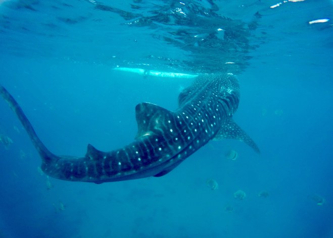 Oslob Whale Shark