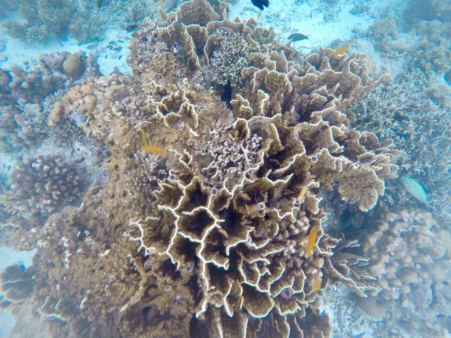 Cebu Coral