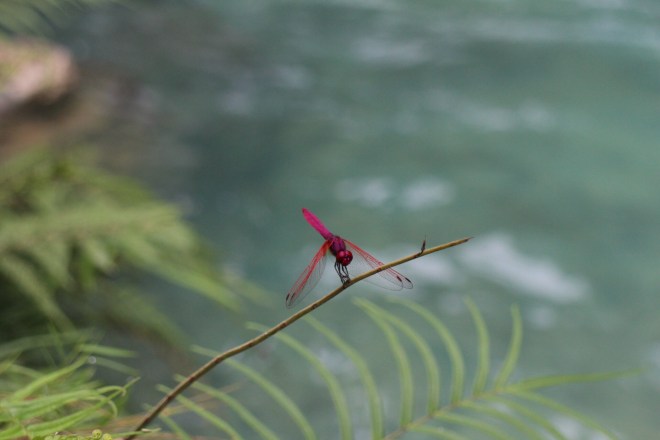Crimson Marsh Glider Dragonfly