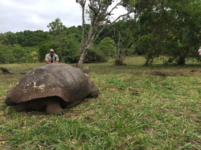 Galápagos Tortoise