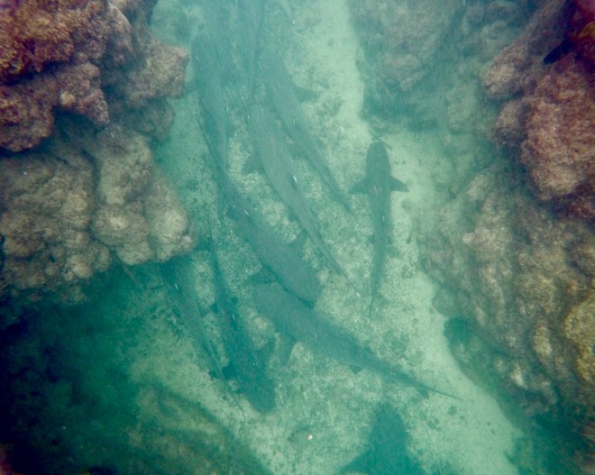 White Tipped Reef Sharks