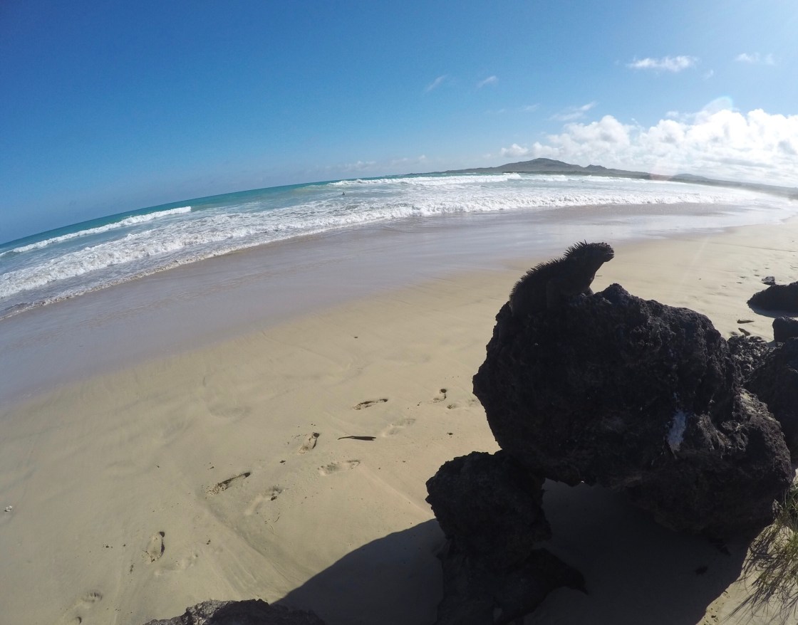 Isabela Island Marine Iguana
