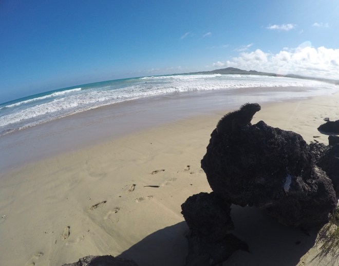 Isabela Island Marine Iguana