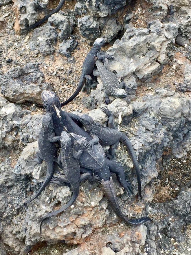 Marine Iguanas