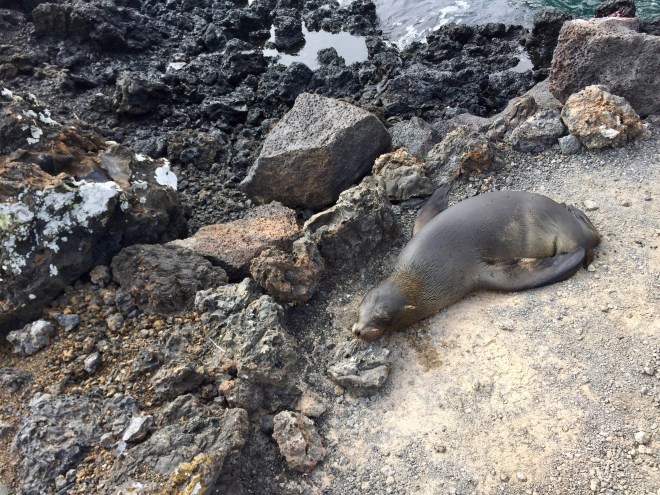 Isabela Sea Lion