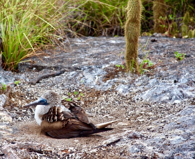 Blue Footed Booby