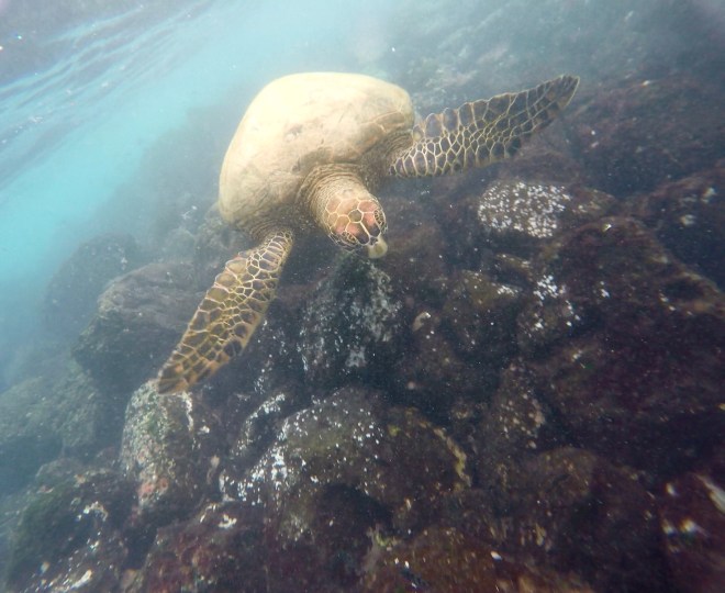 Galapagos Sea Turtle