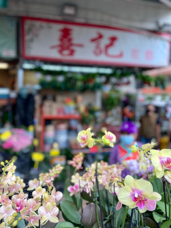 Orchids of Prince Edward